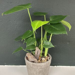 Grøn plante i potte
